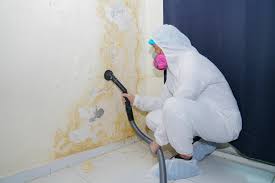 Mold Odor Removal Services in Malvern, IA